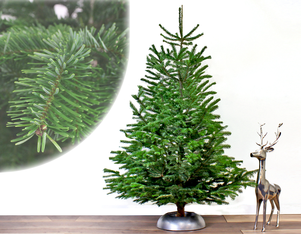 Click to Buy - A-Kwaliteit Nordmann Kerstbomen (morgen in huis)